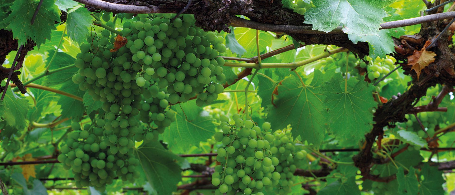 Wines Go Global, Região dos Vinhos Verdes